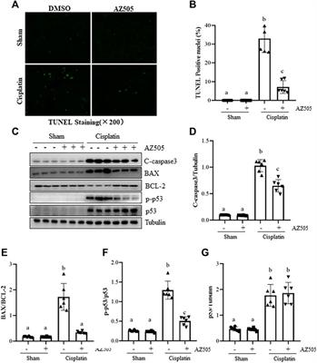 Pharmacological inhibition of SMYD2 protects against cisplatin-induced acute kidney injury in mice